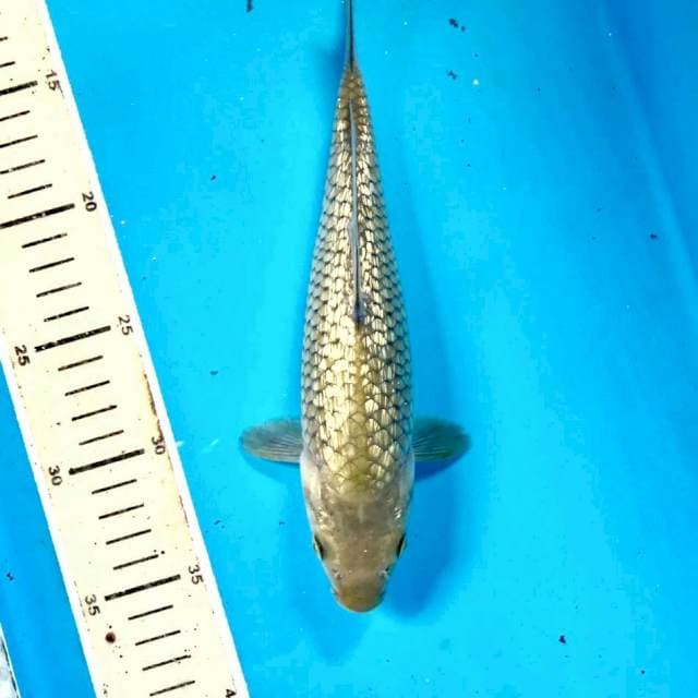 Soragoi Ginrin, 25 cm