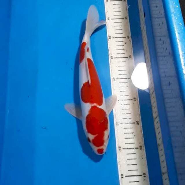 KOHAKU DOITSU RED STRONG 33 CM