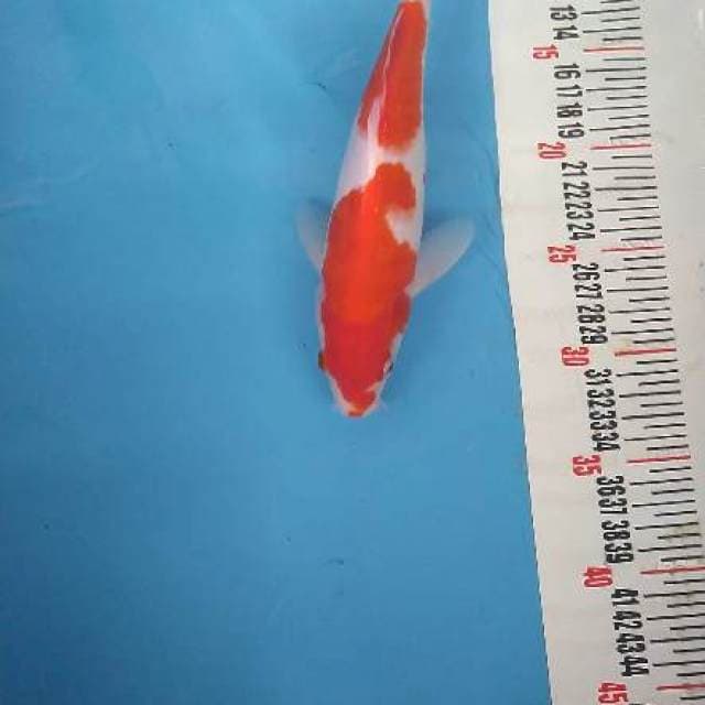 Kohaku simple