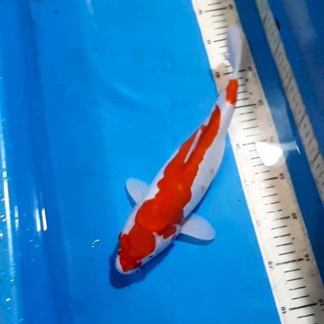 INAZUMA KOHAKU DOITSU 32 CM