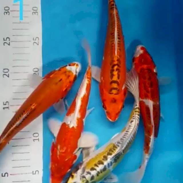 Kiko paket