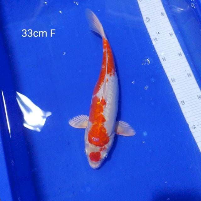 Kikushui 33cm