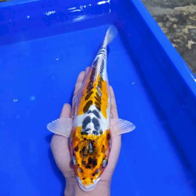 Kiko 32cm