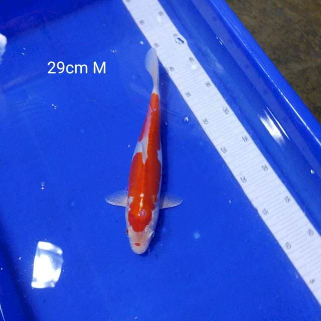 Kohaku doitsu 29cm