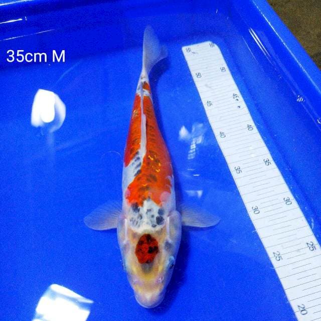 Maruten kiko ori 35cm