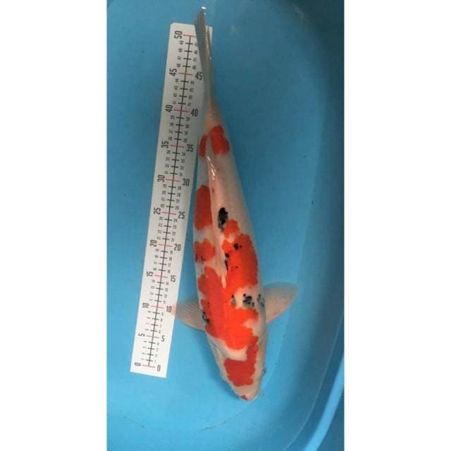 sanke male body joss 55 cm