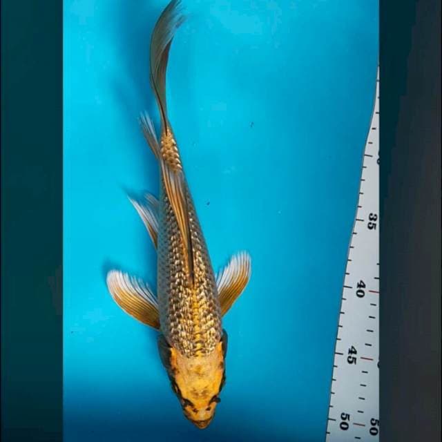 Kumpay kawari ginrin 30cm