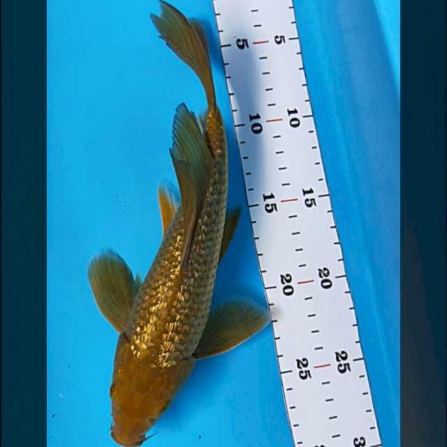 Kumpay midori gold ginrin 25cm male