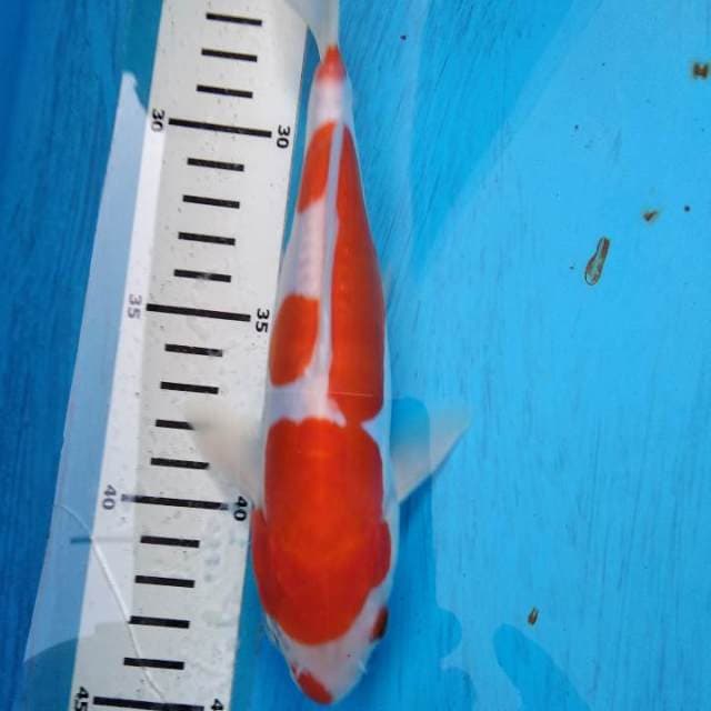 Kohaku doitsu