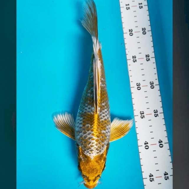 Kumpay body antik 30cm