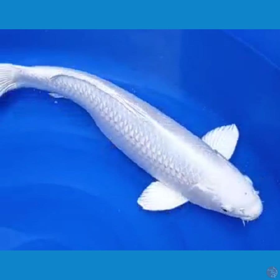 Platinum jumbo jantan 50 cm