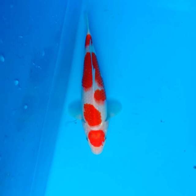 #2019 Ganti Kohaku