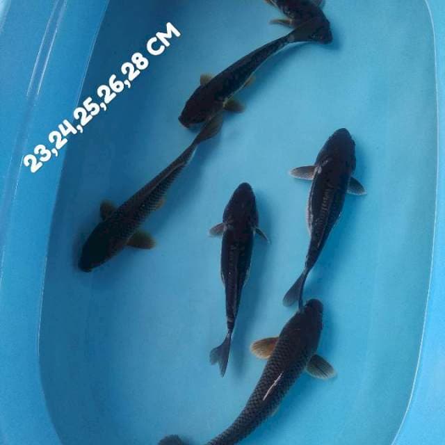 Chagoi 6 ekor 23-28 cm