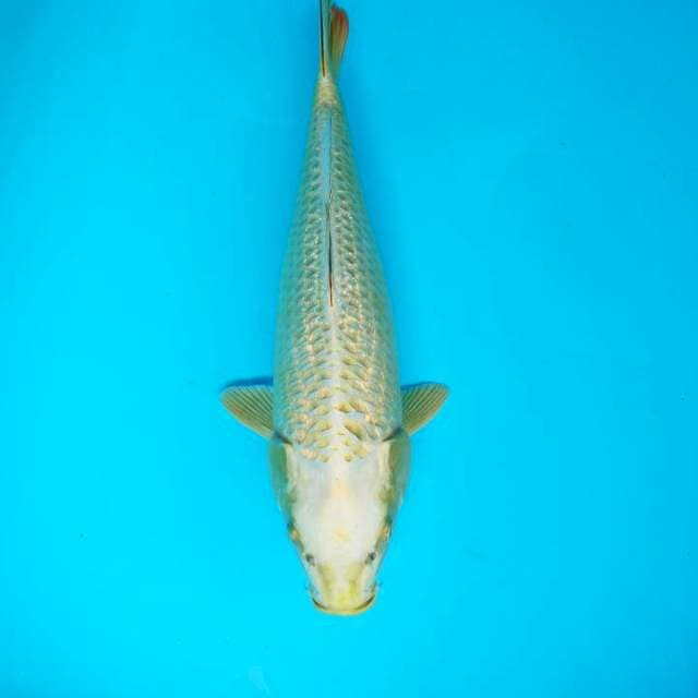 Mukasi