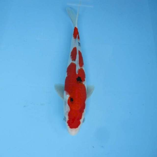 Anazuma Sanke