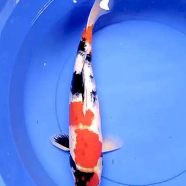 Showa 45 cm
