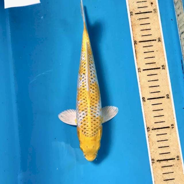 Kujaku, male 25 cm
