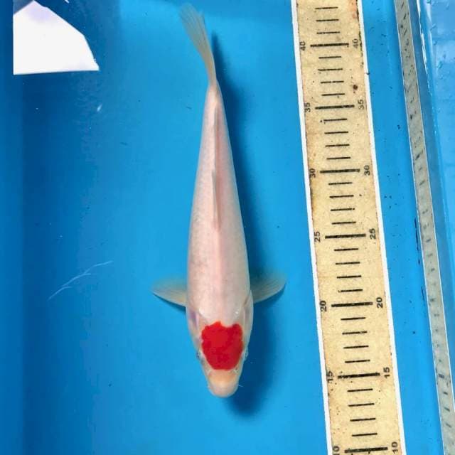 Tancho Kohaku, 27 cm