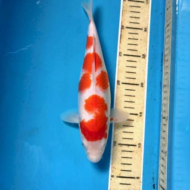 Kohaku, 27 cm