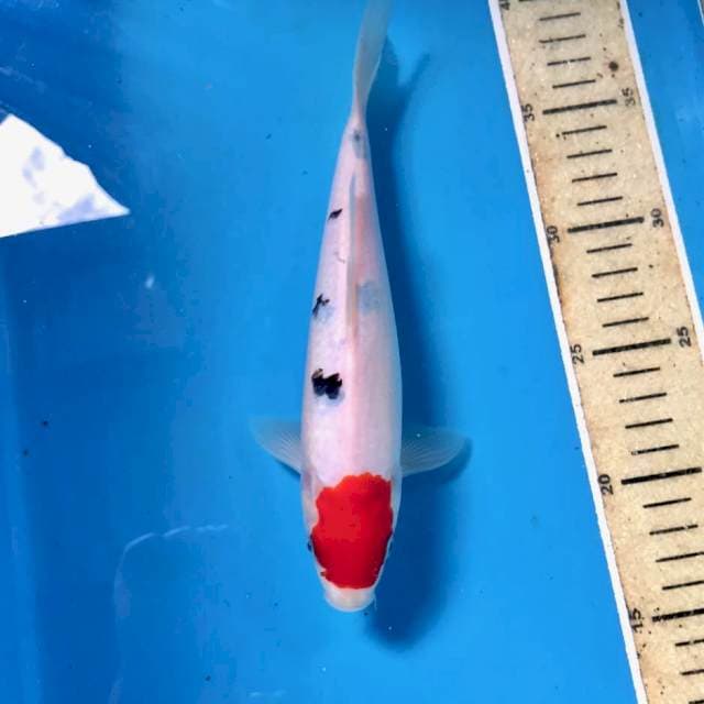 Tancho Sanke, 22 cm