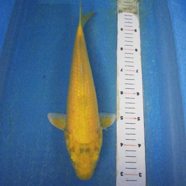 Karasi 33cm