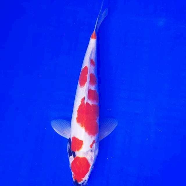 Maruten showa original 28cm