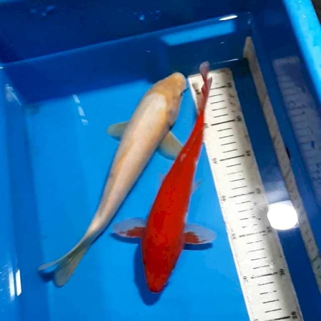 DUA SEJOLI MERAH PUTIH 29&30 CM