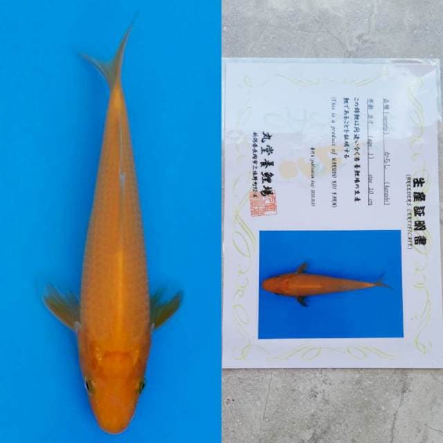 marudo karashi 14cm serty