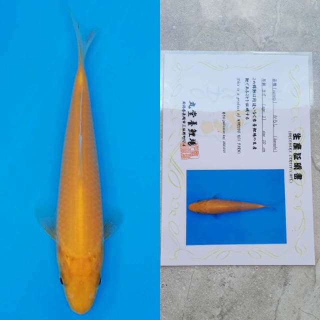 marudo karashi 15cm serty