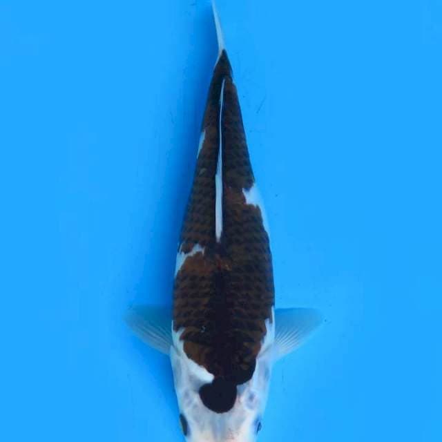 Bodogoromo famale 31 cm
