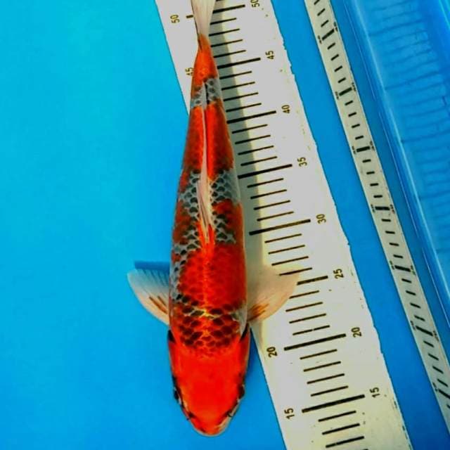 Kujaku 37cm