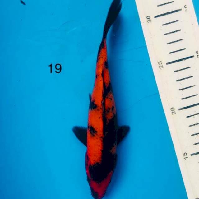 Hi utsuri,19cm