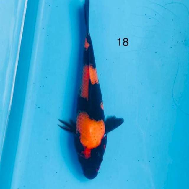 Hi utsuri,18cm