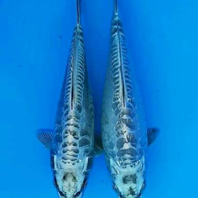 Duo mukashi ogon aragoke 21 - 22cm