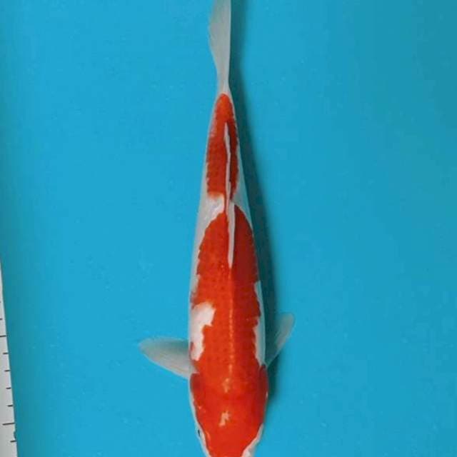 Kohaku
