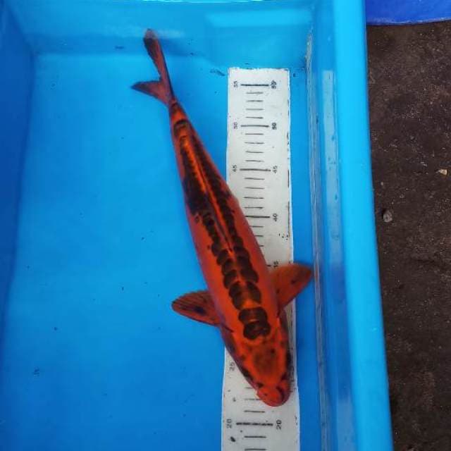 Mizuho Merah