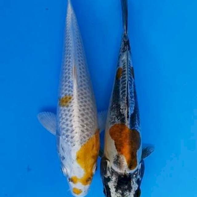 Hariwake kiko 19-20cm