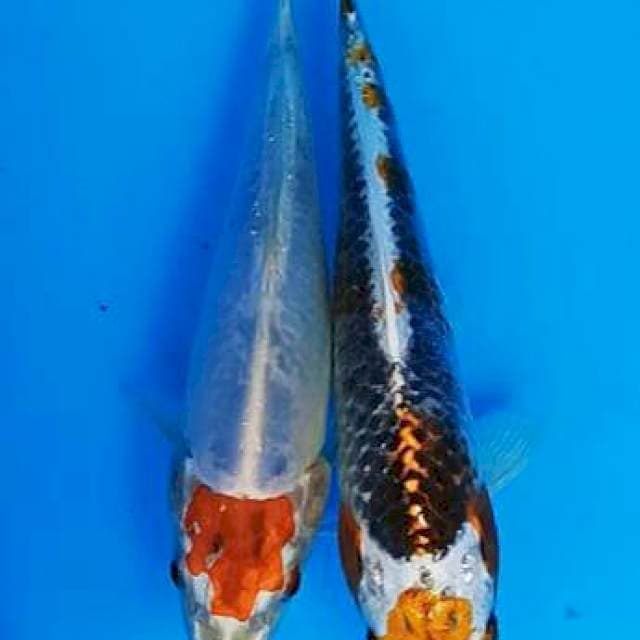 Duet tanco mulus maruten kujaku 20-21cm