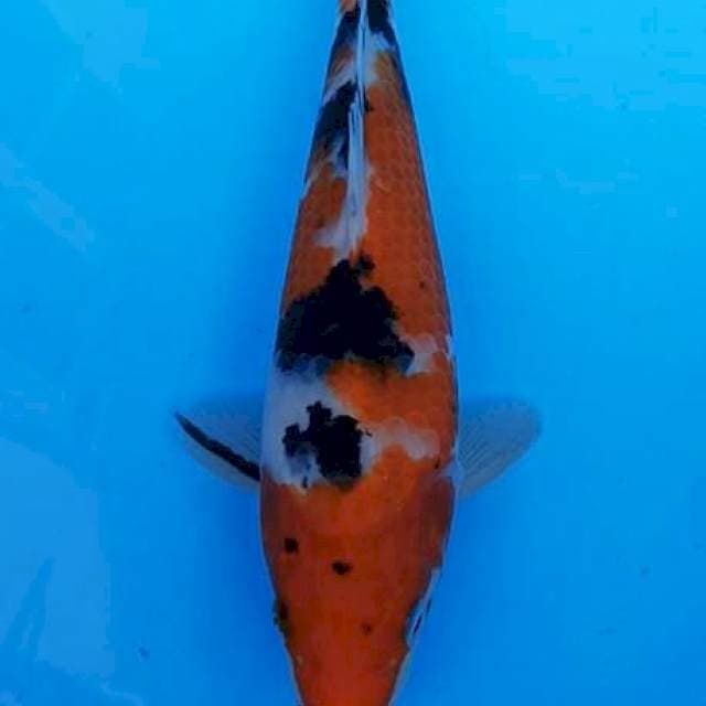 Sanke bulky 23cm