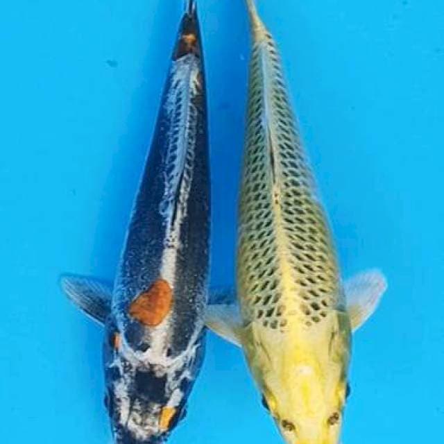 Duet manis kikokuryu vs ki rin 17-18cm
