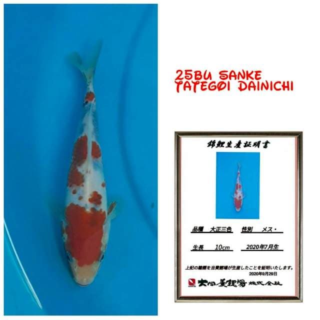 Sanke import bulky punuk edisi BU