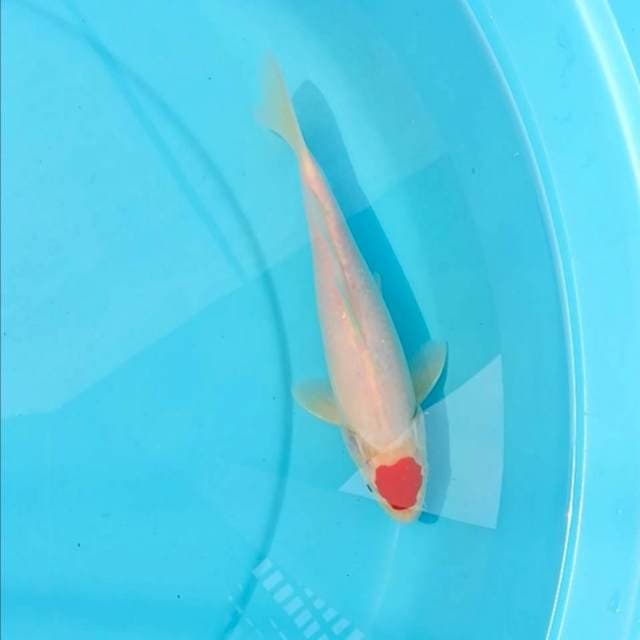 Kohaku