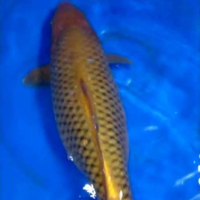 Cagoi tembaga sisik rapi 49cm hamil