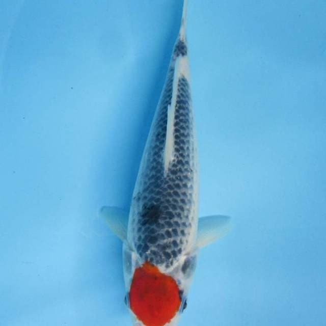 Original -Tancho ghosyki 28 cm