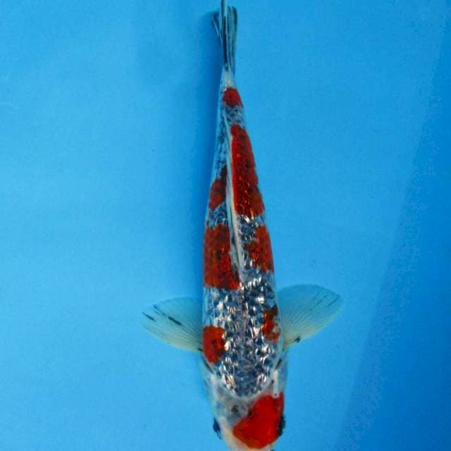 Ginrin B - Ghosyki ginrin 29 cm