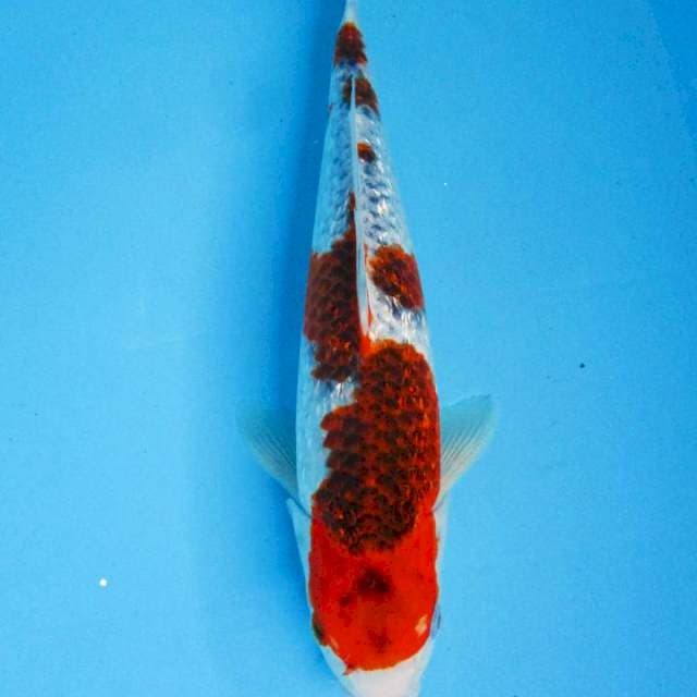 36 cm - Ghosyki inazuma