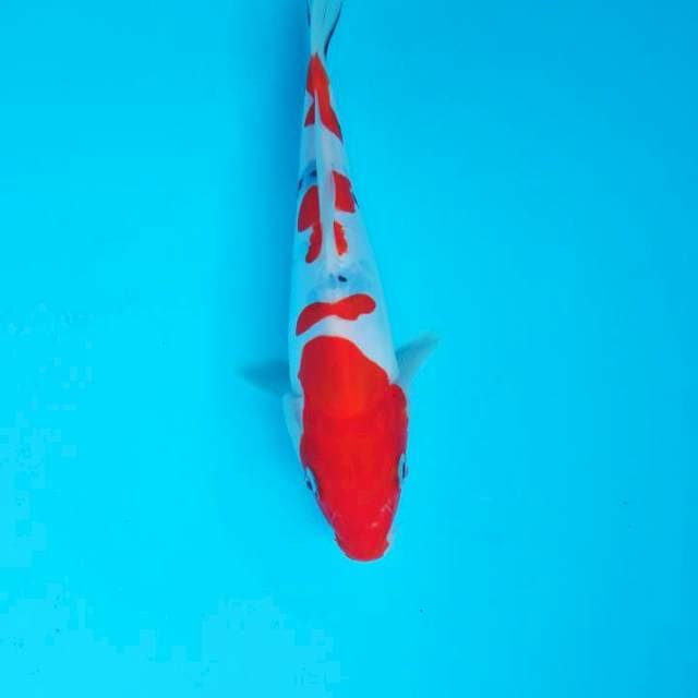 Doitsu - Sanke doitsu 20 cm