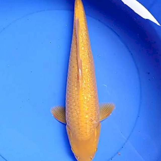 Karasi ginrin 40 cm