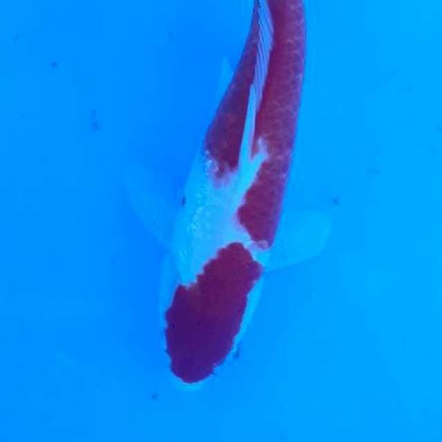 Kohaku