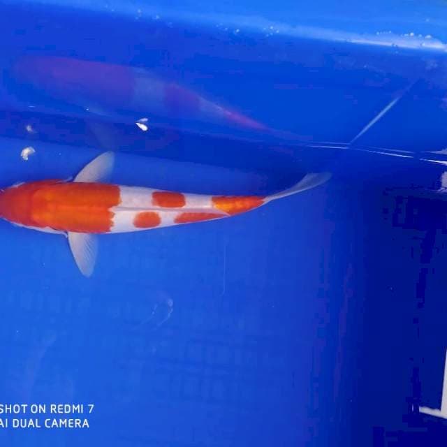 Kohaku